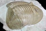 Ptychopyge Trilobite From Russia - Scarce Species #99247-5